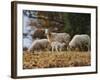 Giving Nourishment Sheep-Jai Johnson-Framed Giclee Print