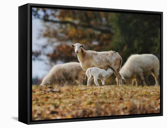 Giving Nourishment Sheep-Jai Johnson-Framed Stretched Canvas