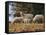 Giving Nourishment Sheep-Jai Johnson-Framed Stretched Canvas