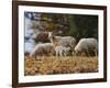 Giving Nourishment Sheep-Jai Johnson-Framed Giclee Print