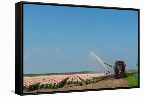 Giving the Tulips Water by a Tractor in the Fields-Ivonnewierink-Framed Stretched Canvas