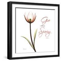 Giving Tulip C69-Albert Koetsier-Framed Photographic Print