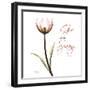 Giving Tulip C69-Albert Koetsier-Framed Photographic Print