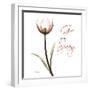 Giving Tulip C69-Albert Koetsier-Framed Photographic Print