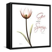 Giving Tulip C69-Albert Koetsier-Framed Stretched Canvas