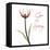 Giving Tulip C69-Albert Koetsier-Framed Stretched Canvas