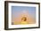 Giza, Cairo, Egypt. The Great Sphinx and the Pyramid of Khafre.-Emily Wilson-Framed Photographic Print