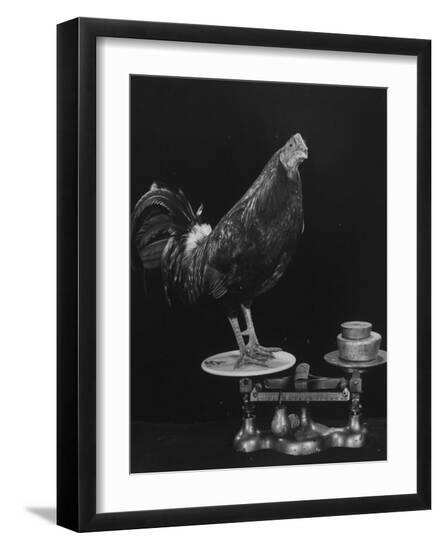 Photographic Print, , large