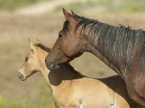 Colt in Mothers Shadow.-gjphotography-Photographic Print