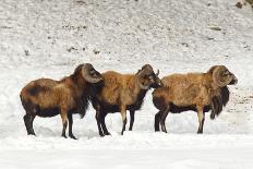 Sheep in A Line.-gjphotography-Laminated Photographic Print