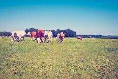 Cows-gkuna-Photographic Print