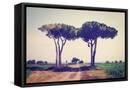 Framed Canvas