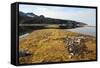 Glacial Scree, Foreshore, Trinity Hamn, Magdalenefjord, Svalbard-David Lomax-Framed Stretched Canvas