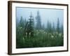 Glacier D-Gordon Semmens-Framed Photographic Print