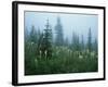 Glacier D-Gordon Semmens-Framed Photographic Print