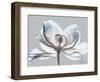 Glacier Dipped Magnolia 1-Albert Koetsier-Framed Art Print