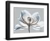 Glacier Dipped Magnolia 1-Albert Koetsier-Framed Art Print