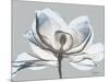 Glacier Dipped Magnolia 1-Albert Koetsier-Mounted Art Print