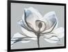 Glacier Dipped Magnolia 1-Albert Koetsier-Framed Art Print