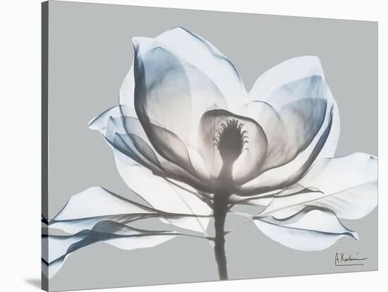 Glacier Dipped Magnolia 1-Albert Koetsier-Stretched Canvas