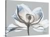 Glacier Dipped Magnolia 1-Albert Koetsier-Stretched Canvas