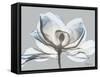 Glacier Dipped Magnolia 1-Albert Koetsier-Framed Stretched Canvas