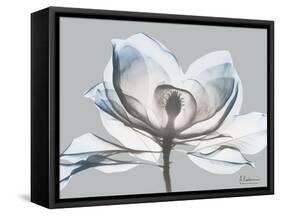 Glacier Dipped Magnolia 1-Albert Koetsier-Framed Stretched Canvas