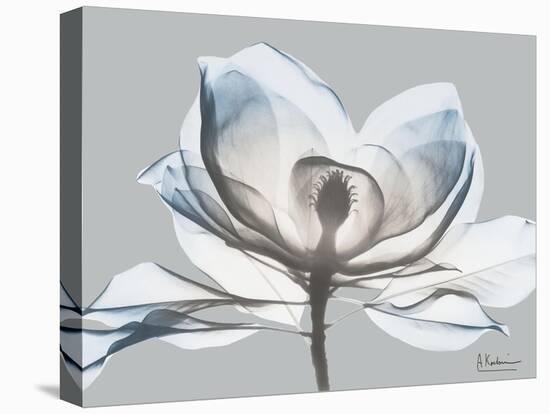 Glacier Dipped Magnolia 1-Albert Koetsier-Stretched Canvas