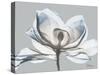 Glacier Dipped Magnolia 1-Albert Koetsier-Stretched Canvas