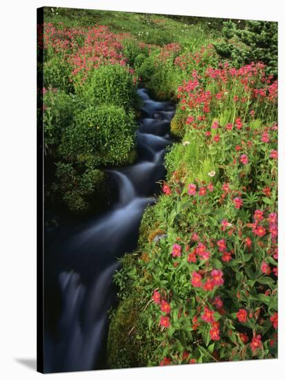Glacier-Fed Stream, Pink Monkey-Flowers, Mt Rainier National Park, Washington, USA-Stuart Westmorland-Stretched Canvas