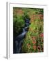 Glacier-Fed Stream, Pink Monkey-Flowers, Mt Rainier National Park, Washington, USA-Stuart Westmorland-Framed Premium Photographic Print