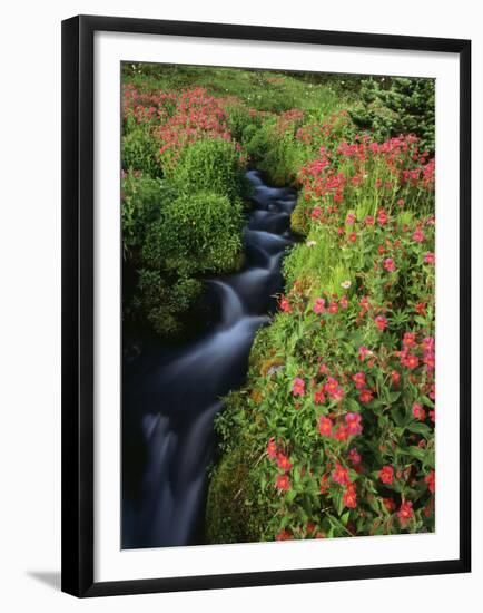 Glacier-Fed Stream, Pink Monkey-Flowers, Mt Rainier National Park, Washington, USA-Stuart Westmorland-Framed Premium Photographic Print