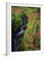 Glacier-Fed Stream, Pink Monkey-Flowers, Mt Rainier National Park, Washington, USA-Stuart Westmorland-Framed Premium Photographic Print