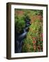 Glacier-Fed Stream, Pink Monkey-Flowers, Mt Rainier National Park, Washington, USA-Stuart Westmorland-Framed Photographic Print