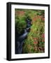 Glacier-Fed Stream, Pink Monkey-Flowers, Mt Rainier National Park, Washington, USA-Stuart Westmorland-Framed Photographic Print