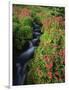 Glacier-Fed Stream, Pink Monkey-Flowers, Mt Rainier National Park, Washington, USA-Stuart Westmorland-Framed Photographic Print