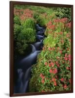Glacier-Fed Stream, Pink Monkey-Flowers, Mt Rainier National Park, Washington, USA-Stuart Westmorland-Framed Photographic Print