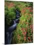 Glacier-Fed Stream, Pink Monkey-Flowers, Mt Rainier National Park, Washington, USA-Stuart Westmorland-Mounted Photographic Print