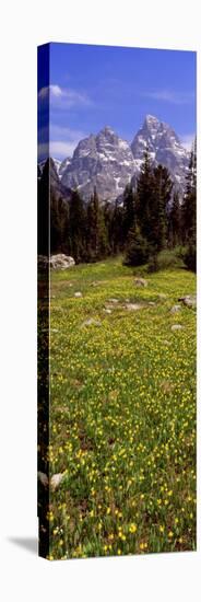 Glacier Lilies on a Field, North Folk Cascade Canyon, Grand Teton National Park, Wyoming, USA-null-Stretched Canvas