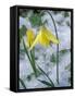 Glacier Lily Growing in Snow, Olympic National Park, Washington, USA-Darrell Gulin-Framed Stretched Canvas