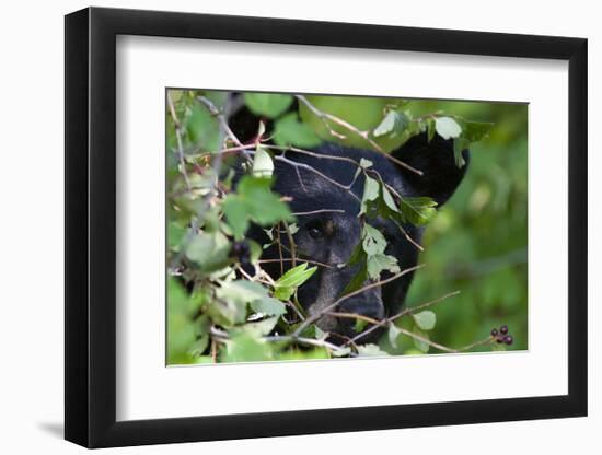 Glacier National Park Black Bear-Jason Savage-Framed Art Print