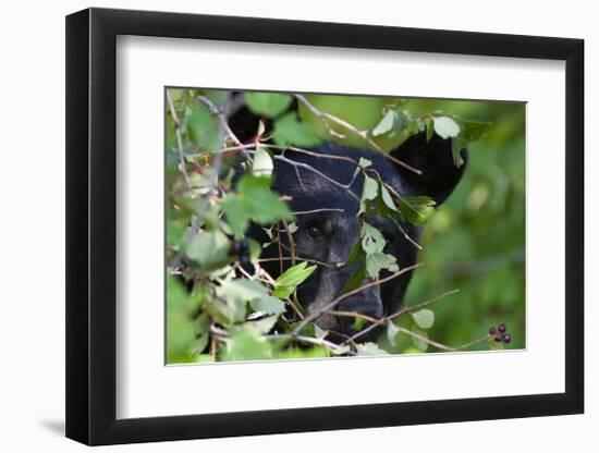 Glacier National Park Black Bear-Jason Savage-Framed Giclee Print