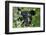 Glacier National Park Black Bear-Jason Savage-Framed Giclee Print