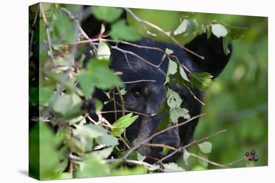 Glacier National Park Black Bear-Jason Savage-Stretched Canvas