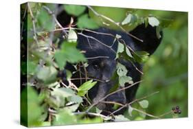 Glacier National Park Black Bear-Jason Savage-Stretched Canvas