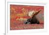 Glacier National Park - Bull Moose and Red Flowers-Lantern Press-Framed Premium Giclee Print