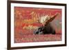 Glacier National Park - Bull Moose and Red Flowers-Lantern Press-Framed Premium Giclee Print