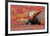 Glacier National Park - Bull Moose and Red Flowers-Lantern Press-Framed Premium Giclee Print