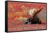 Glacier National Park - Bull Moose and Red Flowers-Lantern Press-Framed Stretched Canvas