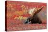 Glacier National Park - Bull Moose and Red Flowers-Lantern Press-Stretched Canvas